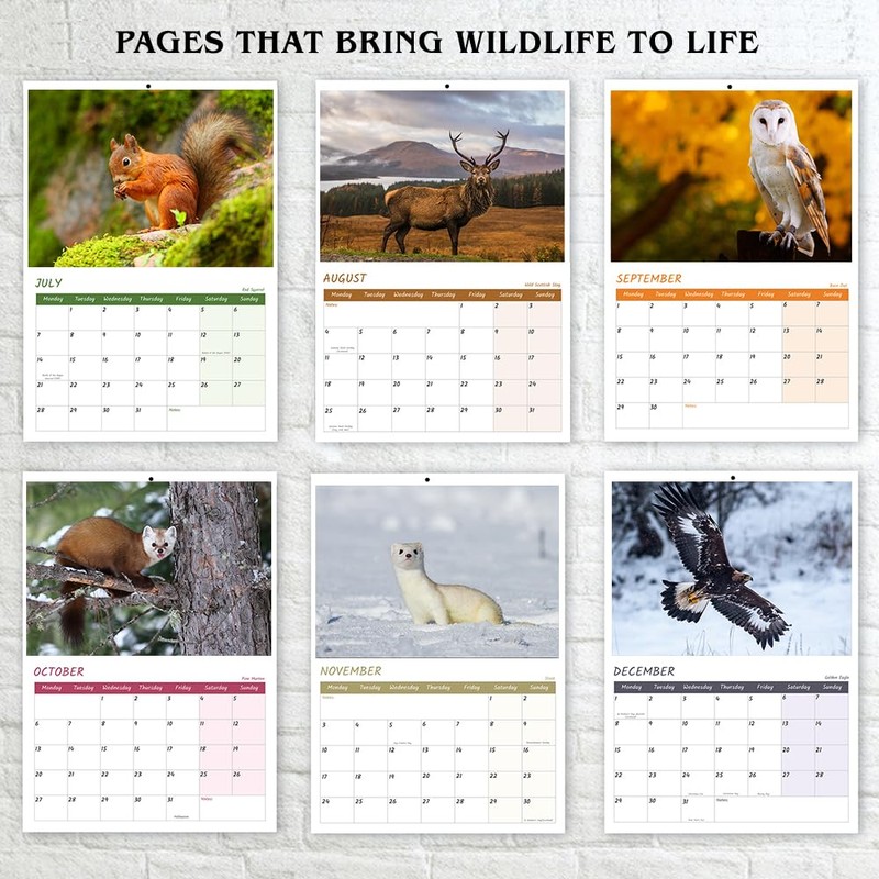 British Wildlife Calendar 2025 A4 Wall Calendar 2025 12 Month