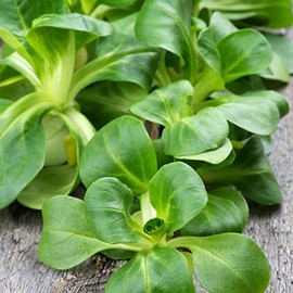 Dutch Broad Leaved Corn Salad Mache Seeds - 1 g Packet ~700 Seeds - Also Called Lamb's Lettuce - Non-GMO Vegetable Garden Seeds - Leafy Greens