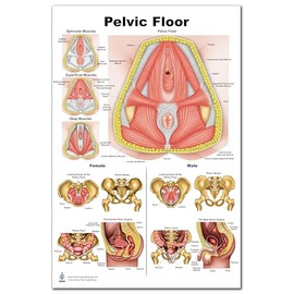 Pelvic Floor Chart for physical therapists PT, Ocupational therapists OT Female Pelvis with Pelvic Floor Muscles Perineal Chart