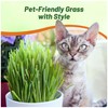 Outsidepride Variegated Cat Grass Seed - 500 Pcs Annual, Hardy