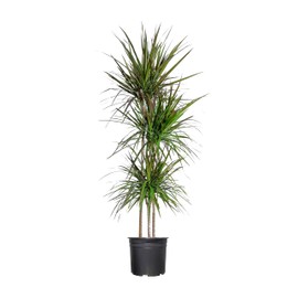Madagascar Dragon Tree | Extra Large 3 Gallon Tree | Large Beautiful Florist Quality House Plant | Air Purifying Exotic Indoor Plant | Perfect for Home and Office Decor