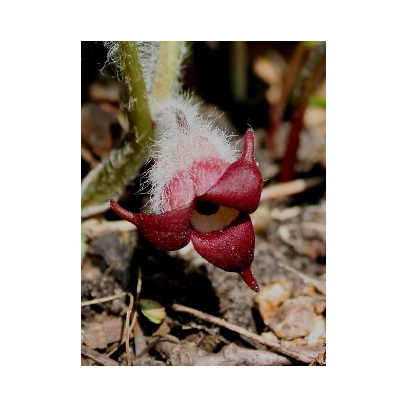 Ten Wild Ginger Live Root Systems