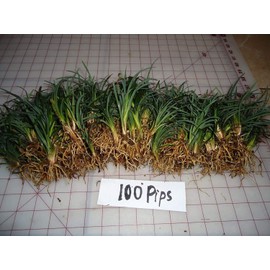 New and Healthy DWARF MONDO GRASS 100 PIPS EVERGREEN GROUND COVER ROCK GARDEN BORDER NANA VARIETY