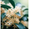 MySeeds.Co Osmanthus fragrans (Sweet Olive) Tree Seeds, Fragrant Flowers -
