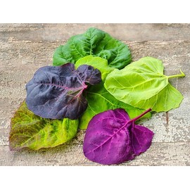 Home grown Orach Red Fire HEIRLOOM 100+ Seeds PREMIUM strain 100% Organic Grown In USA