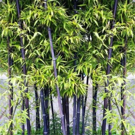 50 Black bamboo seeds - Phyllostachys nigra.    USA seller.