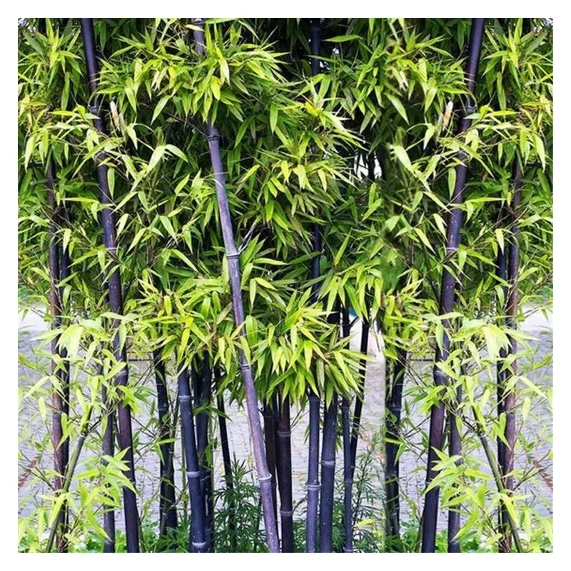 50 Black bamboo seeds - Phyllostachys nigra. USA seller.