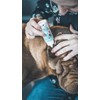 Lotion oreille chien chat