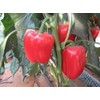 Pepper Sweet Big Red Great Heirloom Vegetable by Seed Kingdom