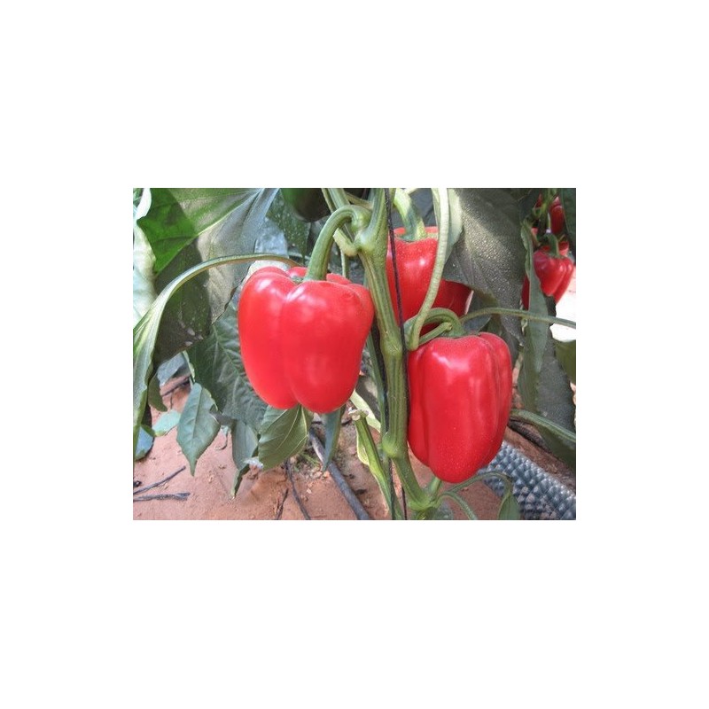 Pepper Sweet Big Red Great Heirloom Vegetable by Seed Kingdom