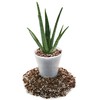Gardenera - 1QT - Premium Aloe Vera Potting Soil Mix