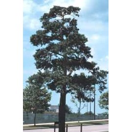 Pinus sylvestris: Scots Pine Seeds