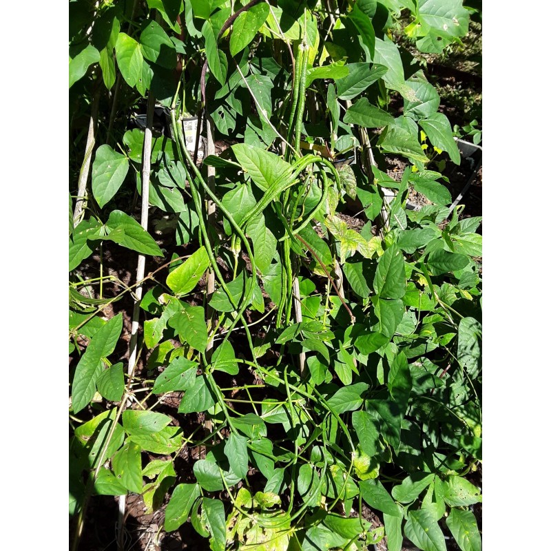 15 Organic Asian Long Bean Seeds (Green,Long Variety),Rare type.US grown.