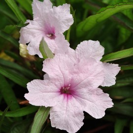 Outsidepride Pink Mexican Petunia - 15 Seeds