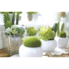 Kishima KH-60984 CT Catalyst Deodorizing Artificial Green Succulent Refellium