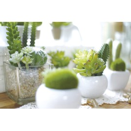 Kishima KH-60984 CT Catalyst Deodorizing Artificial Green Succulent Refellium