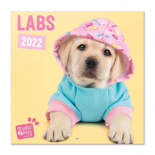 Grupo Erik: Official Studio Pets Dogs 2022 Wall Calendar, 2022