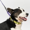 Pelzin Martingale Collar for Large Dogs, Reflective No Pull Dog
