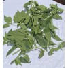 ROMPE SARAGUEY PLANTA HIERBA EWE religion yoruba ifa africana santeria