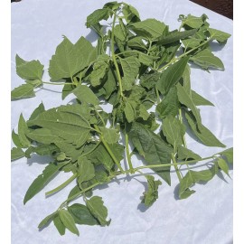 ROMPE SARAGUEY PLANTA HIERBA EWE religion yoruba ifa africana santeria