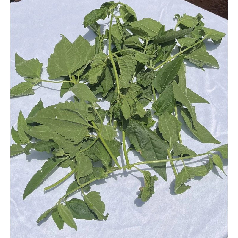 ROMPE SARAGUEY PLANTA HIERBA EWE religion yoruba ifa africana santeria
