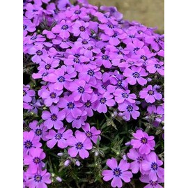 50 Eye Shadow Phlox Seeds Flower Perennial Seed Flowers Butterfly Perennial Flower Garden Seed Flowers Seed Flower