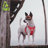 DOCO Dog Harness │ Athletica Puppy Harness for Small Dogs