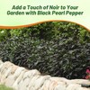 Outsidepride 30 Seeds Annual Capsicum Ornamental Pepper Black Pearl Seeds