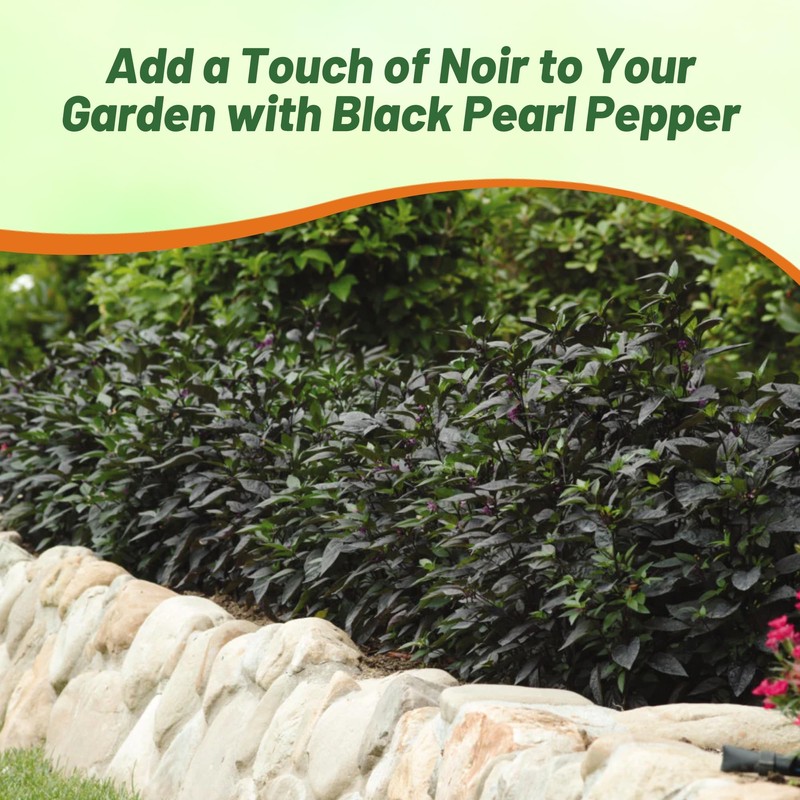 Outsidepride 30 Seeds Annual Capsicum Ornamental Pepper Black Pearl Seeds