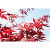 Bloodgood Japanese Maple - Size: 3-4 ft, live plant, includes