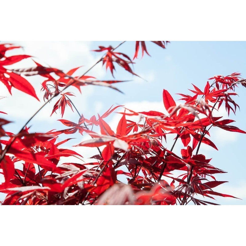 Bloodgood Japanese Maple - Size: 3-4 ft, live plant, includes