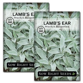 Sow Right Seeds - Lambs Ear Seeds for Planting - Non-GMO Heirloom Packet with Instructions to Grow an Outdoor Flower Garden - Wooly Silver Leaves, Perennial Foliage - Stachys for Rock Gardens (2)