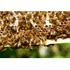 Bee Pollen Premium Beekeeper Quality Flower Pollen, 500 g, Completely
