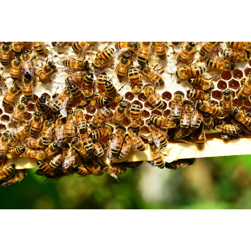 Bee Pollen Premium Beekeeper Quality Flower Pollen, 500 g, Completely