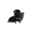 Quail Ceramics Dachshund Black/Tan Egg Cup