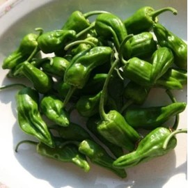 Palm Beach Medicinal Herbs - Pimiento De Padron Pepper - Packet of 10 Seeds