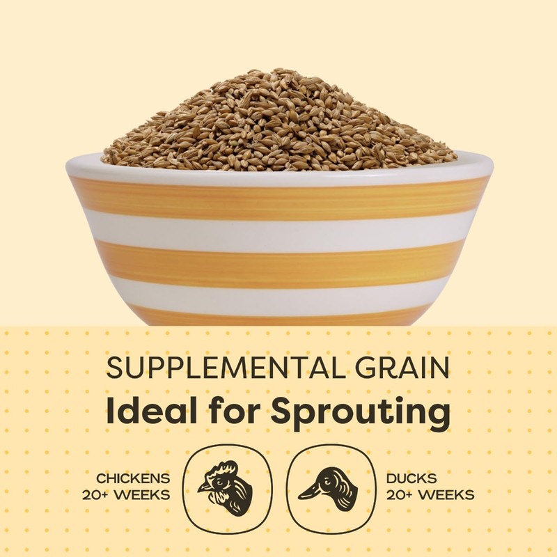 Scratch and Peck Whole Barley Chicken, Duck and Livestock Supplemental