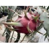 Green Thumb Rare Taiwan Xiang Mi Long ( 香蜜龍 ) Dragon Fruit Cutting 10 To 15 Inch