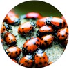 1500 Live Ladybugs for Garden | Hippodamia Convergens | Ladybugs