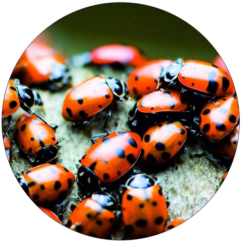 1500 Live Ladybugs for Garden | Hippodamia Convergens | Ladybugs