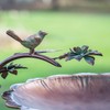 Zaer Ltd. Scallop Edge Metal Birdbath on Curved Branch Stand