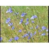 Little Seeds Store 1000+CHICORY Flower Seed Organic Natural Herbal Tea