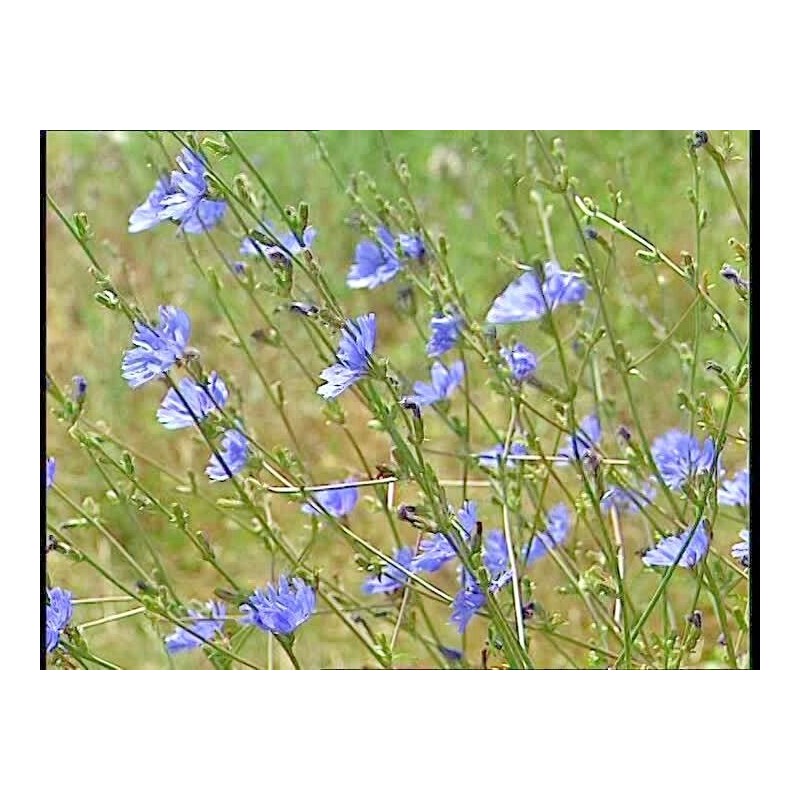 Little Seeds Store 1000+CHICORY Flower Seed Organic Natural Herbal Tea