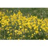 Narcissus x jonquilla 'Jonquil' / 10 Healthy Fresh Daffodil Bulbs