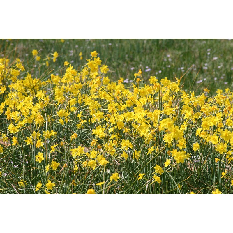 Narcissus x jonquilla 'Jonquil' / 10 Healthy Fresh Daffodil Bulbs