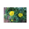 Serendipity Seeds 100 Seeds Yellow Mexican Poppy- Flower seed pack