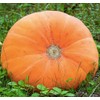 Mammoth Gold Pumpkin Seeds - Heirloom - 20+ Seeds