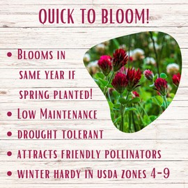 Flawn Seed Kits Speedy Bee Lawn, Easy Spread Shaker, Low Maintenance, Pet, Kid, Eco-Friendly Regenerative, (Covers Up to 500 SqFt)