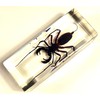 4.3" Real Whip Scorpion in Crystal Clear Lucite Resin Specimen