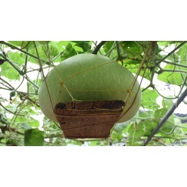 Mai's Family Giant Round Gourd Seeds | Calabash Gourd Seeds | Non-GMO, High Yield, Organic - 250+